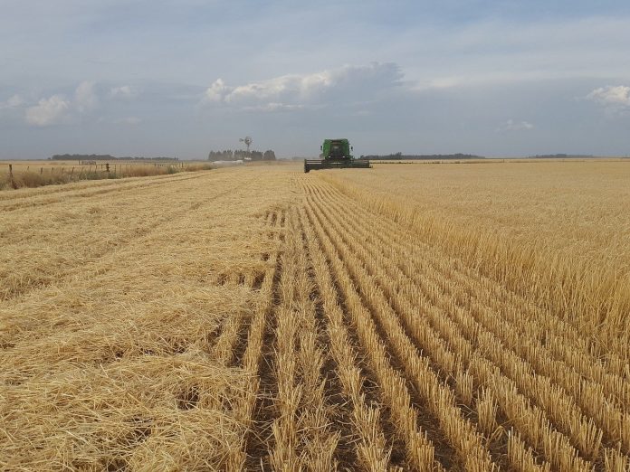 field-2468835_1280